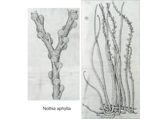 Nothia aphylla