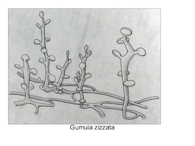 Gumuia zizzata