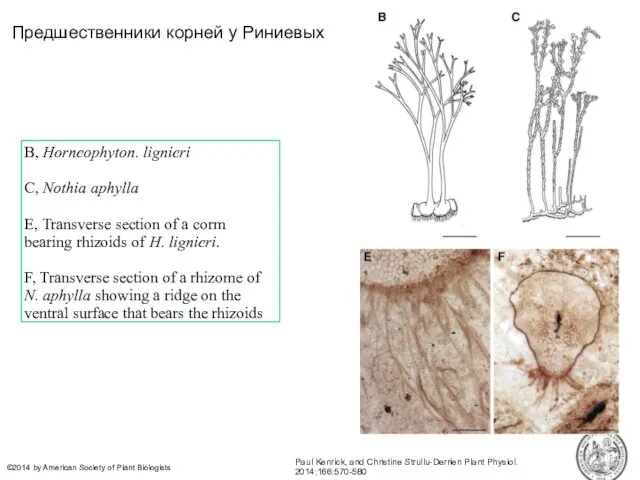 Предшественники корней у Риниевых Paul Kenrick, and Christine Strullu-Derrien Plant Physiol.