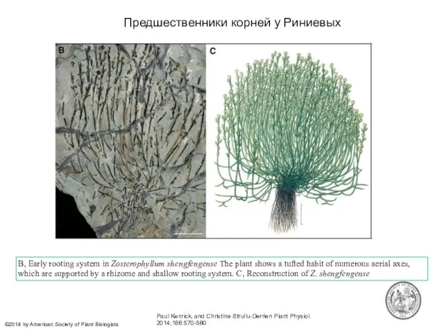 Paul Kenrick, and Christine Strullu-Derrien Plant Physiol. 2014;166:570-580 ©2014 by American