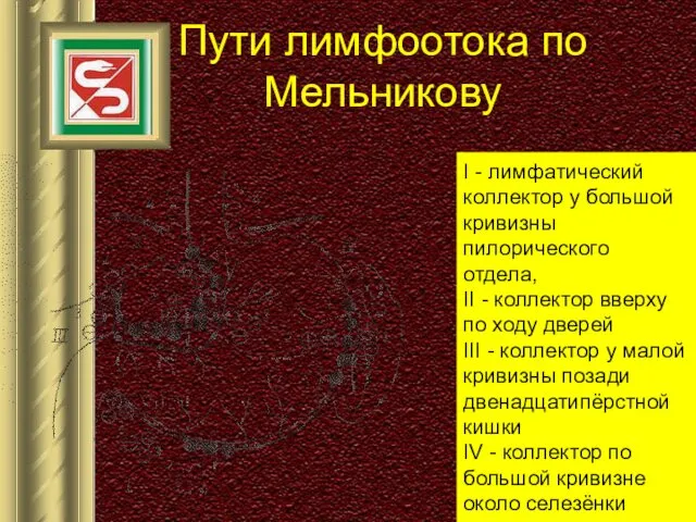 Пути лимфоотока по Мельникову I - лимфатический коллектор у большой кривизны