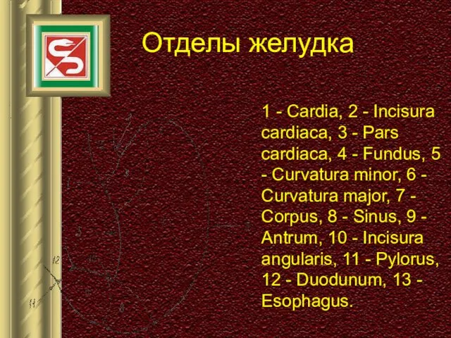 Отделы желудка 1 - Cardia, 2 - Incisura cardiaca, 3 -