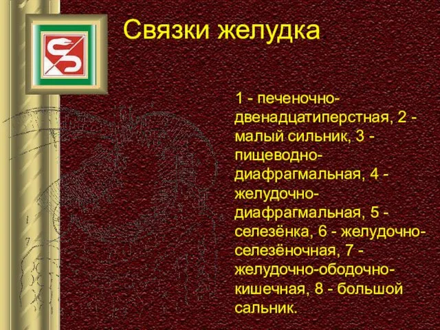 Связки желудка. 1 - печеночно-двенадцатиперстная, 2 - малый сильник, 3 -