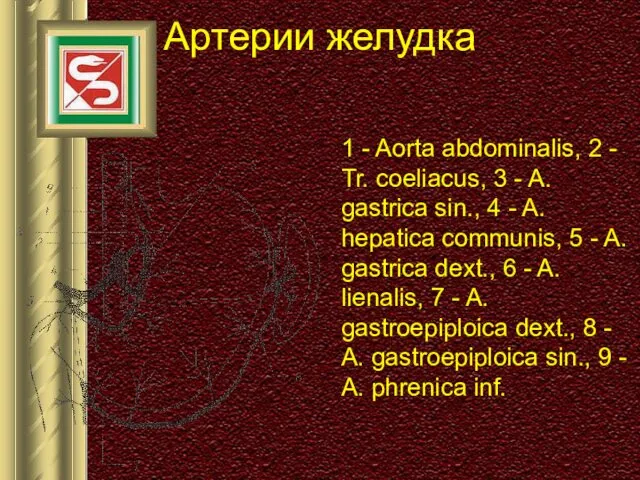 Артерии желудка 1 - Aorta abdominalis, 2 - Tr. coeliacus, 3