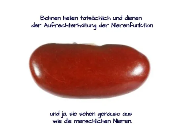 Bohnen heilen tatsächlich und dienen der Aufrechterhaltung der Nierenfunktion und ja,