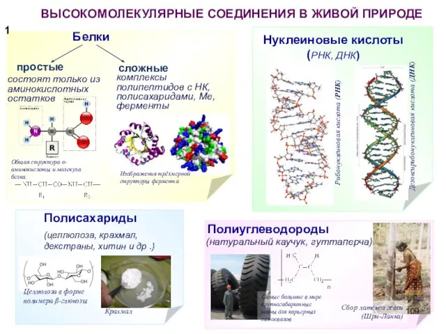 ВЫСОКОМОЛЕКУЛЯРНЫЕ СОЕДИНЕНИЯ В ЖИВОЙ ПРИРОДЕ 1