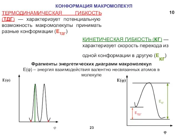 КОНФОРМАЦИЯ МАКРОМОЛЕКУЛ ТЕРМОДИНАМИЧЕСКАЯ ГИБКОСТЬ (ТДГ) — характеризует потенциальную возможность макромолекулы принимать