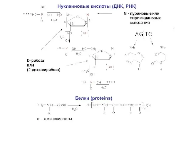 Нуклеиновые кислоты (ДНК, РНК) Белки (proteins) α – аминокислоты