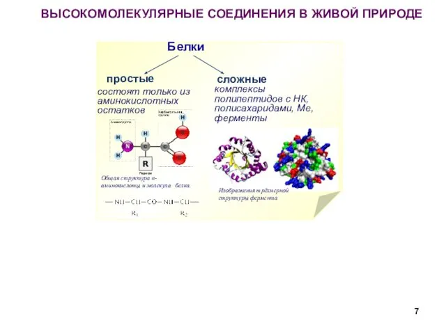 ВЫСОКОМОЛЕКУЛЯРНЫЕ СОЕДИНЕНИЯ В ЖИВОЙ ПРИРОДЕ