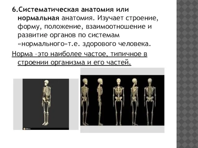 6.Систематическая анатомия или нормальная анатомия. Изучает строение, форму, положение, взаимоотношение и