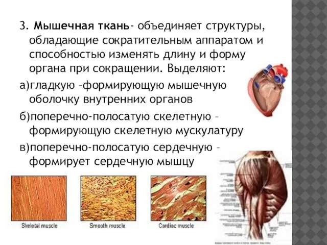 3. Мышечная ткань- объединяет структуры, обладающие сократительным аппаратом и способностью изменять