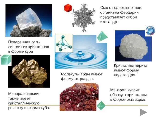 Поваренная соль состоит из кристаллов в форме куба Скелет одноклеточного организма