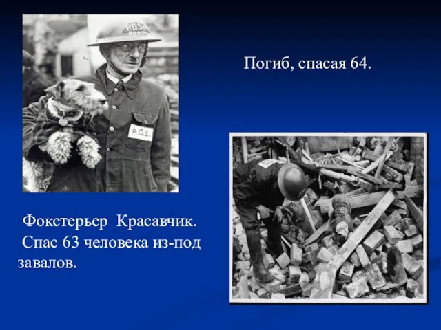 Фокстерьер Красавчик. Спас 63 человека из-под завалов. Погиб, спасая 64.