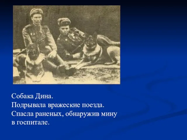 Собака Дина. Подрывала вражеские поезда. Спасла раненых, обнаружив мину в госпитале.