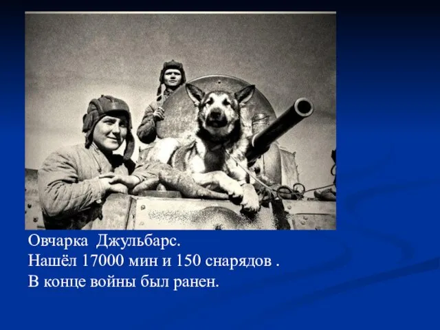 Овчарка Джульбарс. Нашёл 17000 мин и 150 снарядов . В конце войны был ранен.