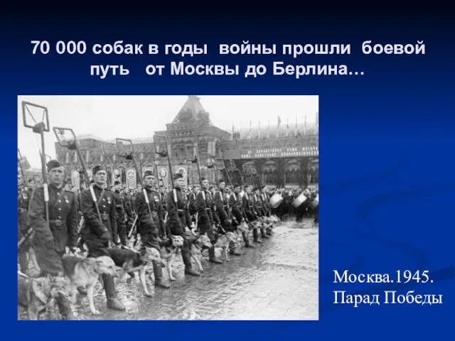 70 000 собак в годы войны прошли боевой путь от Москвы до Берлина… Москва.1945. Парад Победы