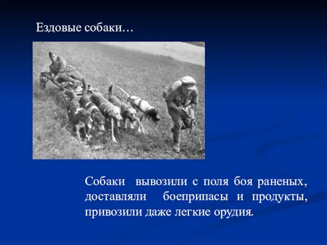 Собаки вывозили с поля боя раненых, доставляли боеприпасы и продукты, привозили даже легкие орудия. Ездовые собаки…