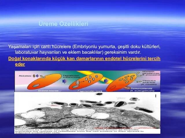 Üreme Özellikleri Yaşamaları için canlı hücrelere (Embriyonlu yumurta, çeşitli doku kültürleri,