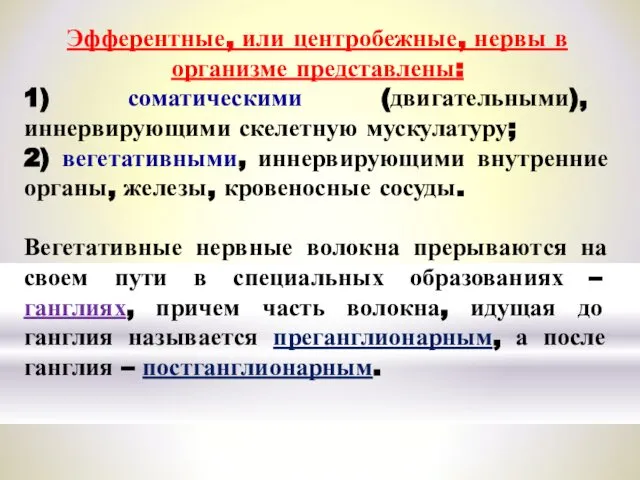 Эфферентные, или центробежные, нервы в организме представлены: 1) соматическими (двигательными), иннервирующими