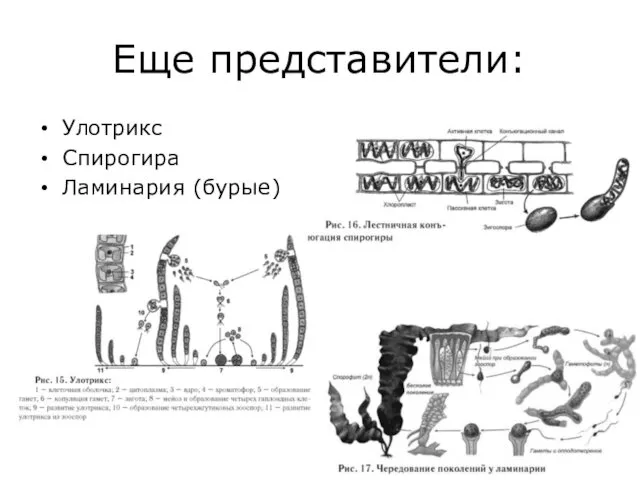 Еще представители: Улотрикс Спирогира Ламинария (бурые)