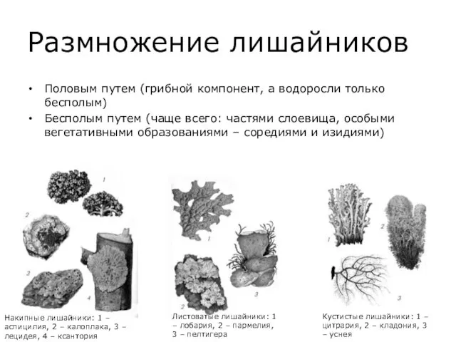 Размножение лишайников Половым путем (грибной компонент, а водоросли только бесполым) Бесполым