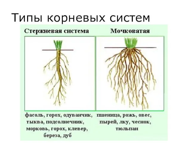Типы корневых систем