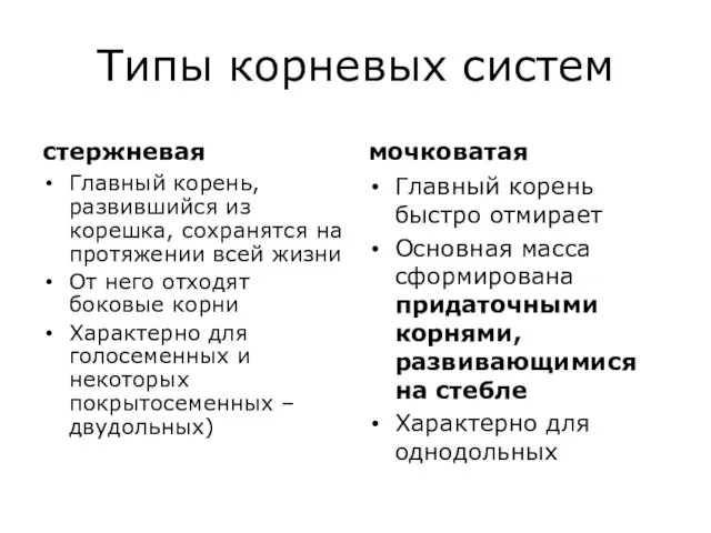 Типы корневых систем стержневая Главный корень, развившийся из корешка, сохранятся на