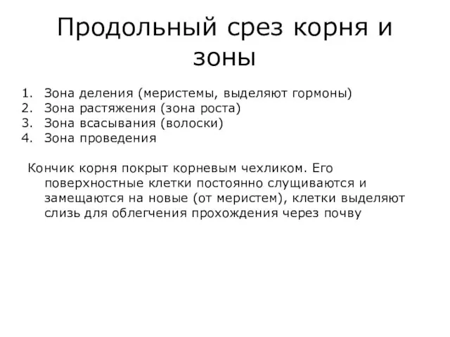 Продольный срез корня и зоны Зона деления (меристемы, выделяют гормоны) Зона