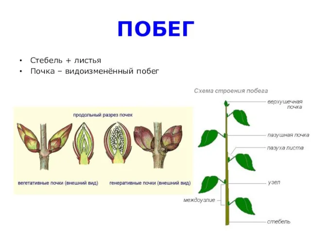 ПОБЕГ Стебель + листья Почка – видоизменённый побег