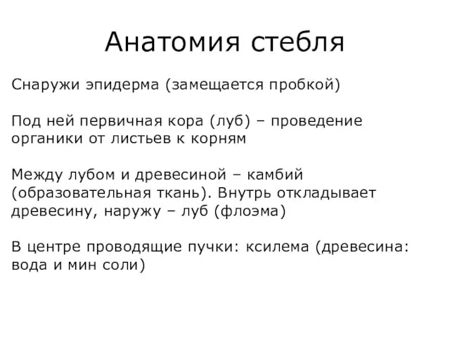 Анатомия стебля Снаружи эпидерма (замещается пробкой) Под ней первичная кора (луб)