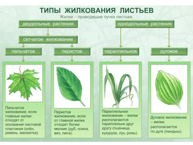 Жилкование листьев