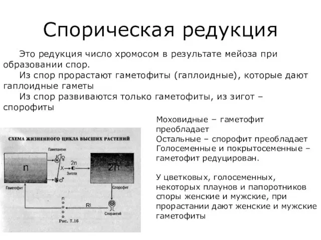 Спорическая редукция Это редукция число хромосом в результате мейоза при образовании