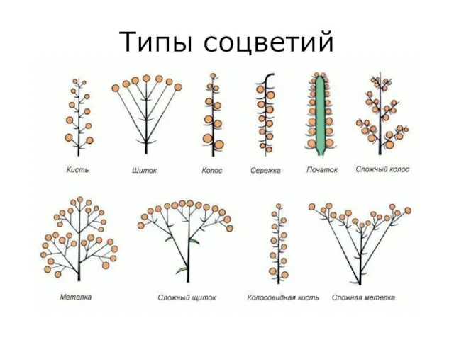 Типы соцветий