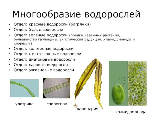 Многообразие водорослей Отдел: красные водоросли (багрянки) Отдел: бурые водоросли Отдел: зеленые