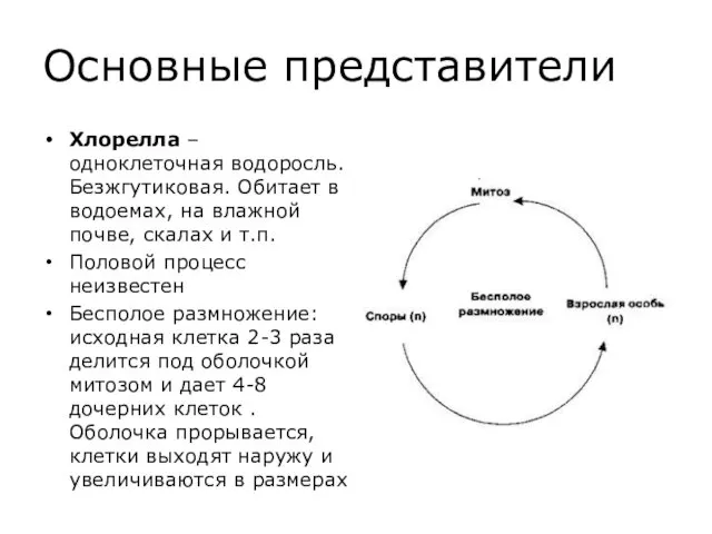 Основные представители Хлорелла – одноклеточная водоросль. Безжгутиковая. Обитает в водоемах, на