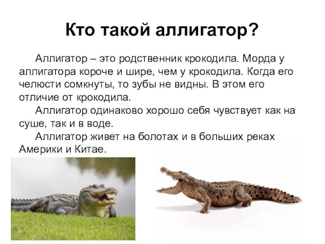 Кто такой аллигатор? Аллигатор – это родственник крокодила. Морда у аллигатора