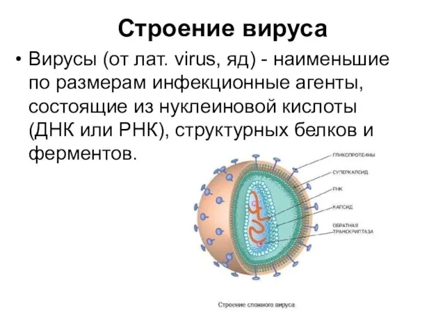 Строение вируса Вирусы (от лат. virus, яд) - наименьшие по размерам