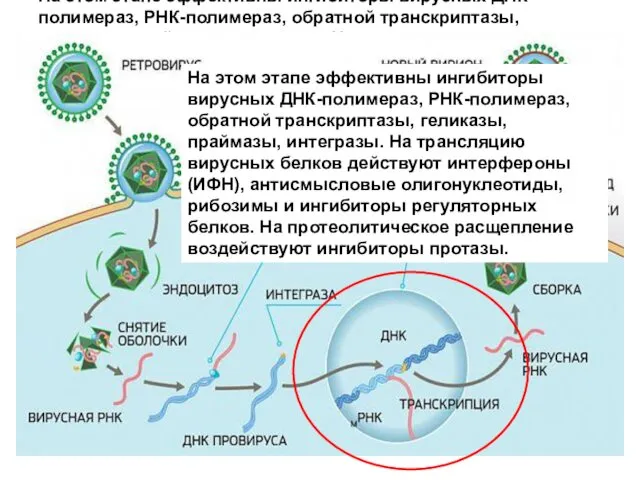 На этом этапе эффективны ингибиторы вирусных ДНК-полимераз, РНК-полимераз, обратной транскриптазы, геликазы,