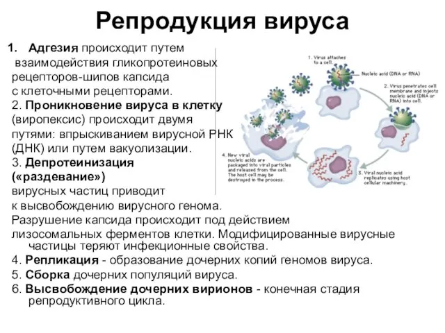 Репродукция вируса Адгезия происходит путем взаимодействия гликопротеиновых рецепторов-шипов капсида с клеточными