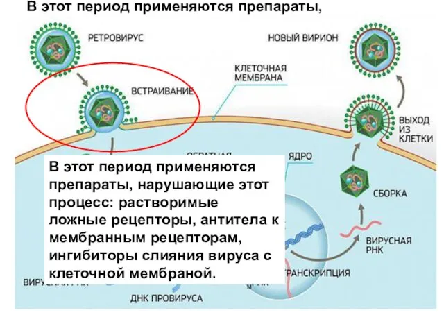 В этот период применяются препараты, нарушающие этот процесс: растворимые ложные рецепторы,