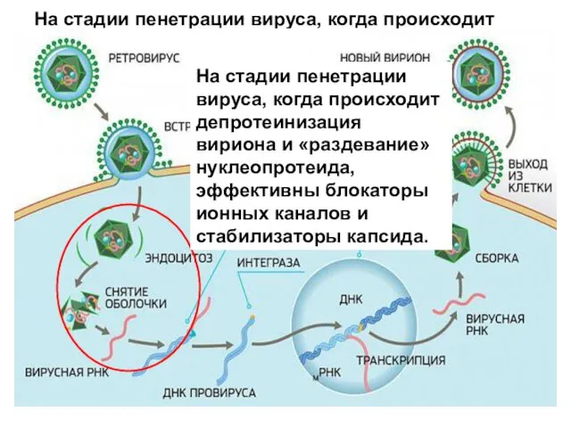 На стадии пенетрации вируса, когда происходит депротеинизация вириона и «раздевание» нуклеопротеида,