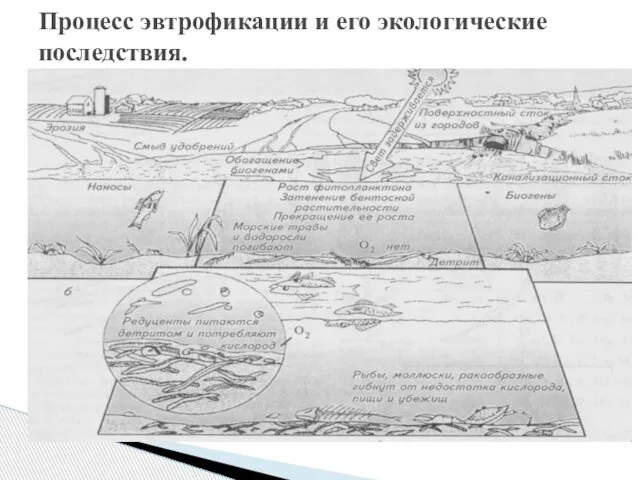 Процесс эвтрофикации и его экологические последствия.