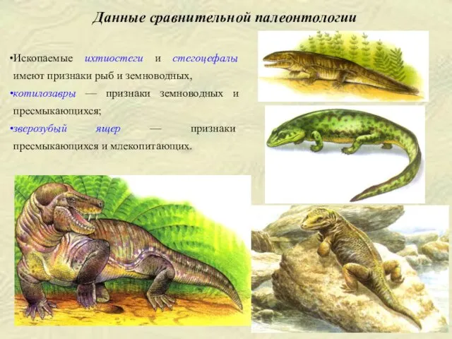 Ископаемые ихтиостеги и стегоцефалы имеют признаки рыб и земноводных, котилозавры —