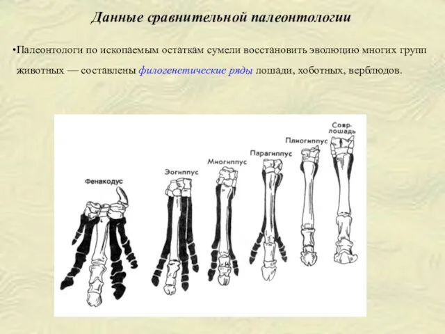 Палеонтологи по ископаемым остаткам сумели восстановить эволюцию многих групп животных —