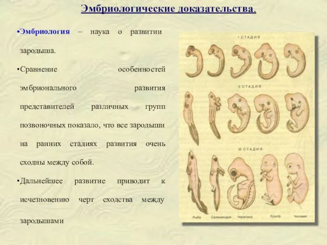 Эмбриология – наука о развитии зародыша. Сравнение особенностей эмбрионального развития представителей