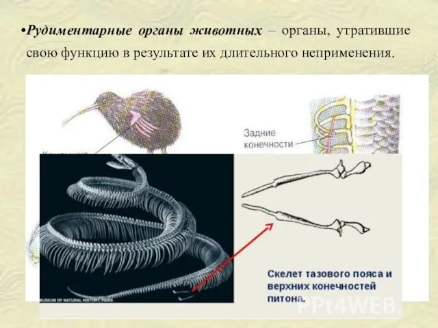 Рудиментарные органы животных – органы, утратившие свою функцию в результате их длительного неприменения.