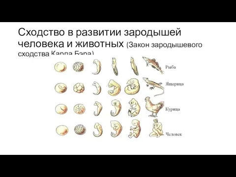 Сходство в развитии зародышей человека и животных (Закон зародышевого сходства Карла Бэра)