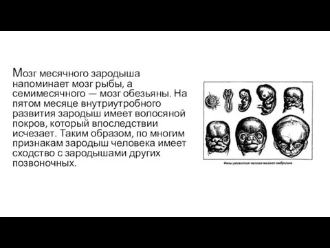 Мозг месячного зародыша напоминает мозг рыбы, а семимесячного — мозг обезьяны.