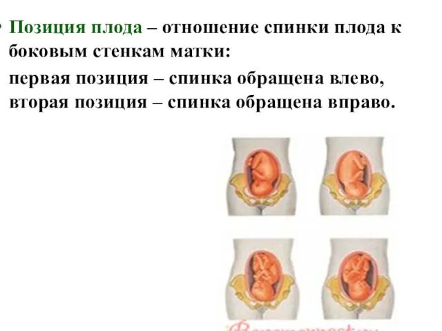 Позиция плода – отношение спинки плода к боковым стенкам матки: первая