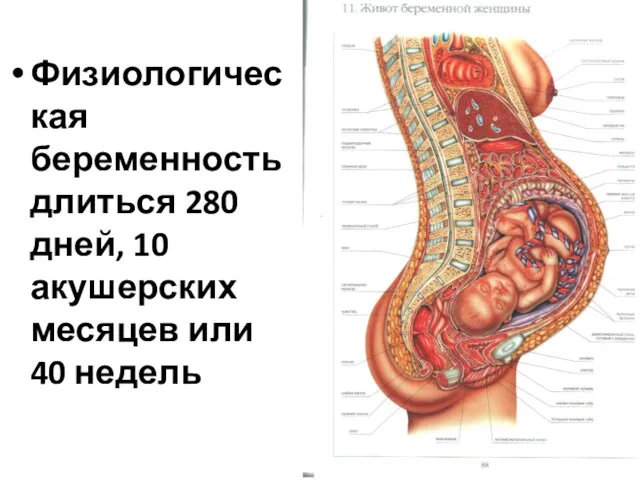 Физиологическая беременность длиться 280 дней, 10 акушерских месяцев или 40 недель